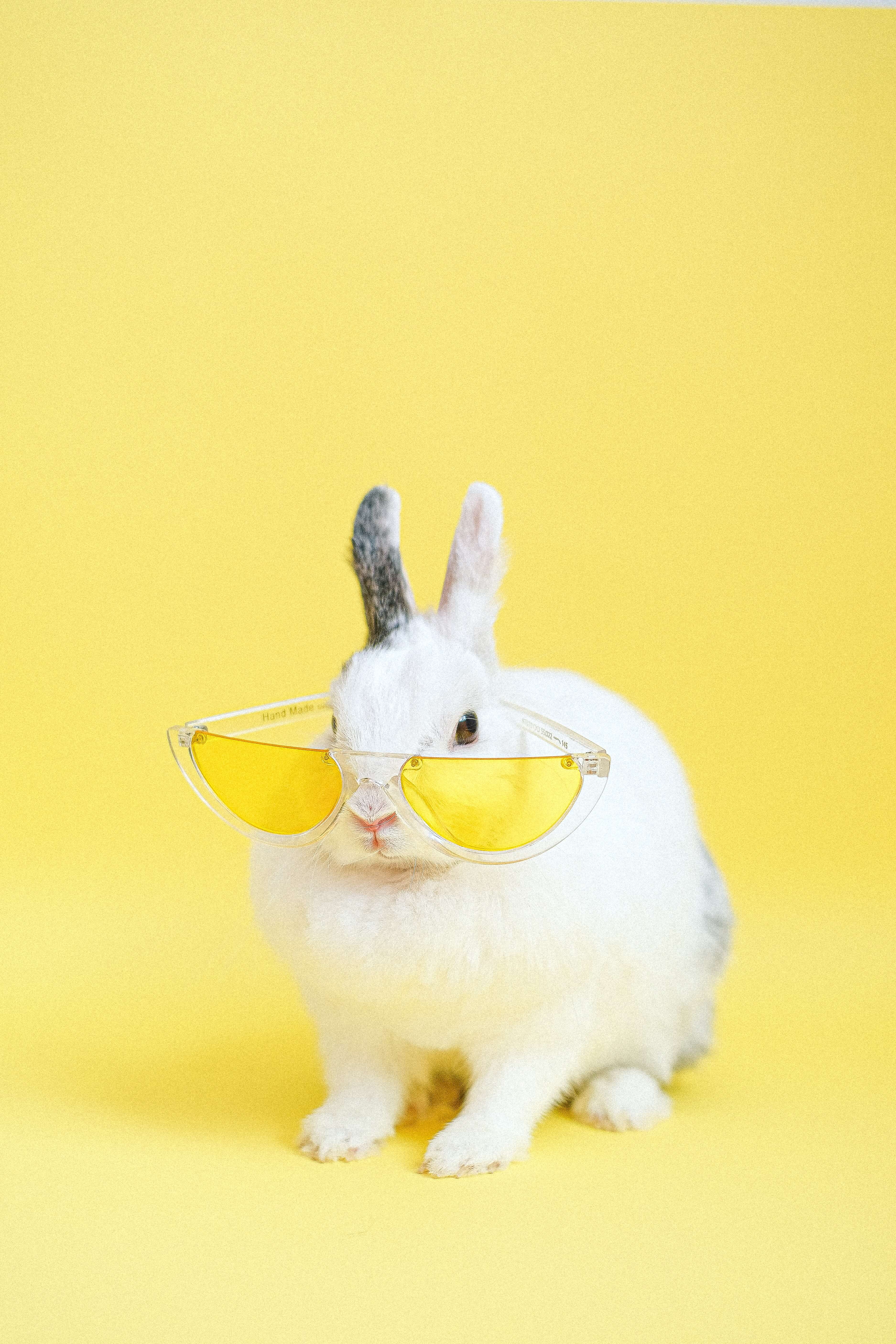 bunny with sunglasses - pet sitting services